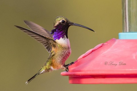 Lucifer Hummingbird male at feeder