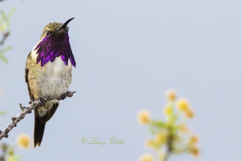 Male Lucifer perched in black brush, Christmas Mountains, May.