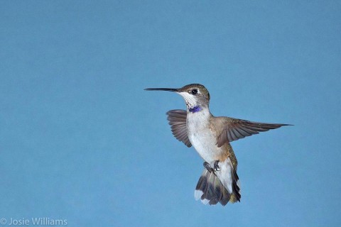 Black-chinned Hummingbirds were abundant at the Oasis.