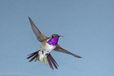 Several nice male Lucifer Hummingbirds came to our multi-flash setup.