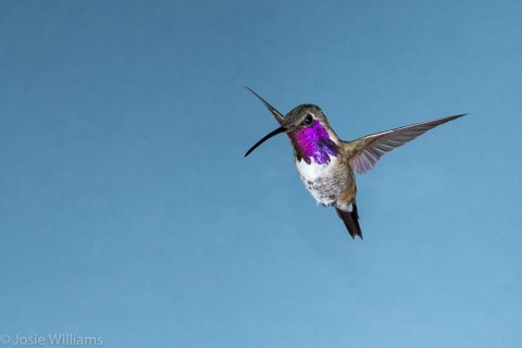 Male Lucifer Hummingbird hovering.