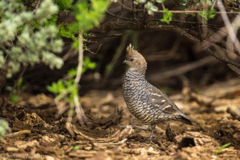 Scaled Quail scurrying through the brush at Organ Mountains Oasis.