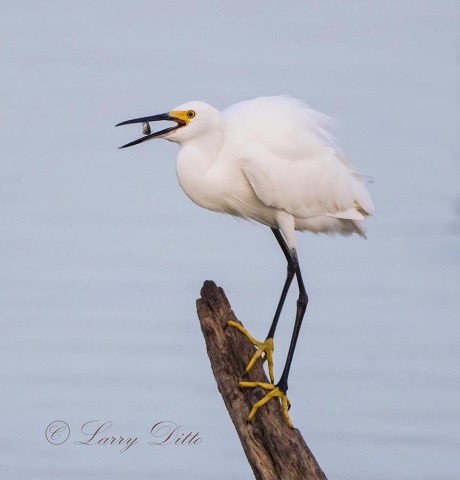 Snowy Egret eating fish