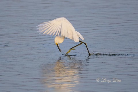 Snowy Egret plucking minnow from water on the fly.