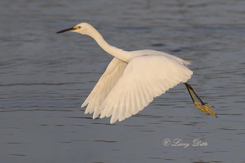 Snowy Egret launching into flight.