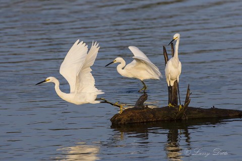 Snowy Egrets resting on floating log.