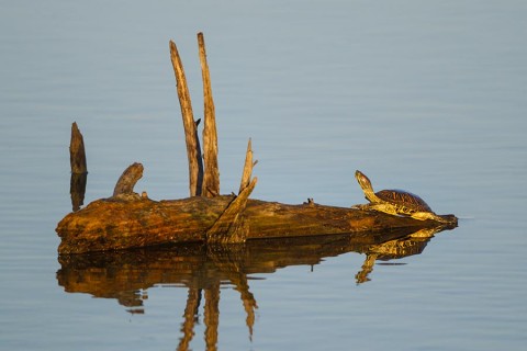 Red-eared Slider sunning