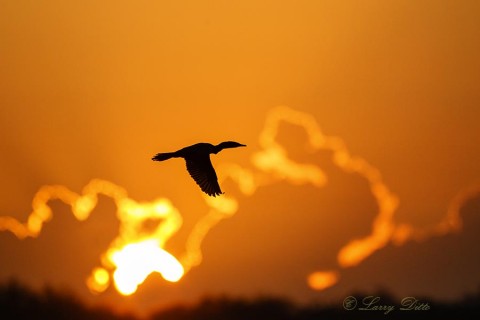 Cormorant and sunrise.