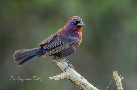 A beautiful Varied Bunting male in post nuptial molt.