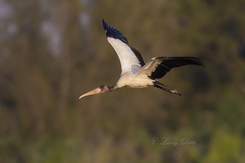 Wood Stork landing