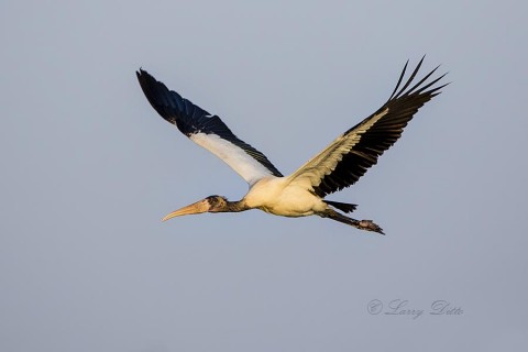 Wood Stork in flight at sunrise