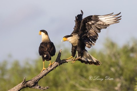 Crested Caracaras on perch.