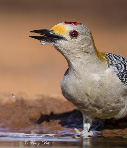 Golden-fronted Woodpecker male drinking.