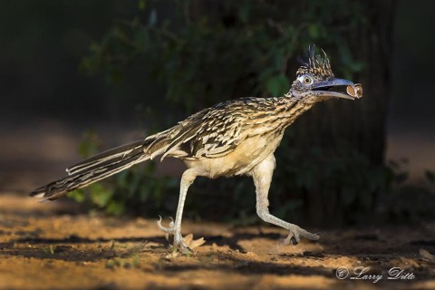 Greater Roadrunner carrying a pecan shell???