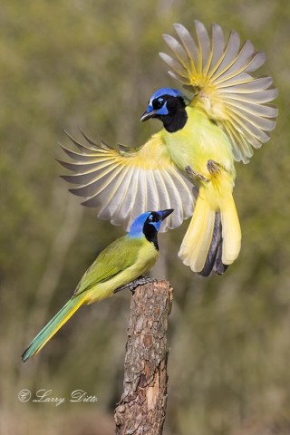 Green Jay landing.