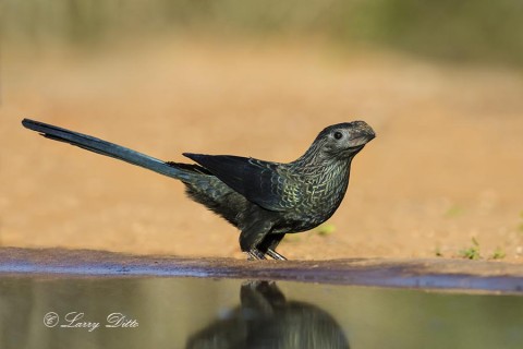 Groove-billed Ani at pond.