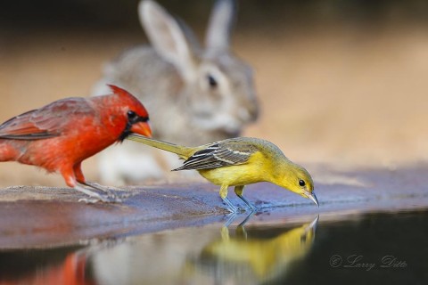 Hooded Oriole female drinking with northern cardinal and cottontail rabbit