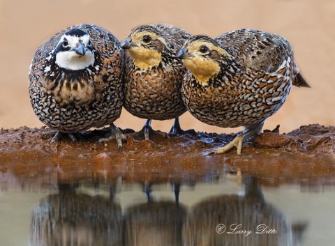 Trio of Northern Bobwhite quail drinking.