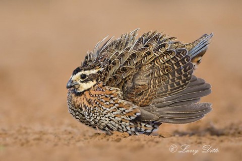 Northern Bobwhite, male displaying.