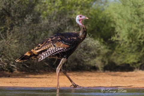 Young gobbler Rio Grande Turkey wading.