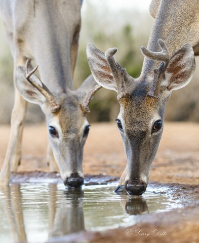 Buck deer drinking.