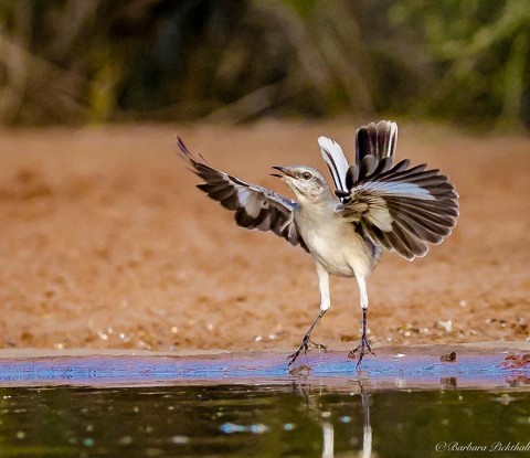 Northern Mockingbird at lift off from a ranch pond.