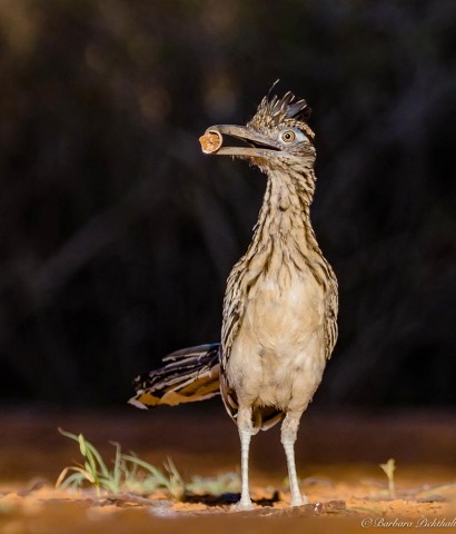 Roadrunner with some sort of plant part.