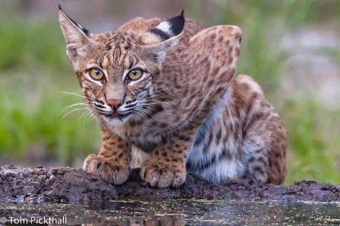 Bobcat at Dorothy's Pond for a late afternoon drink.