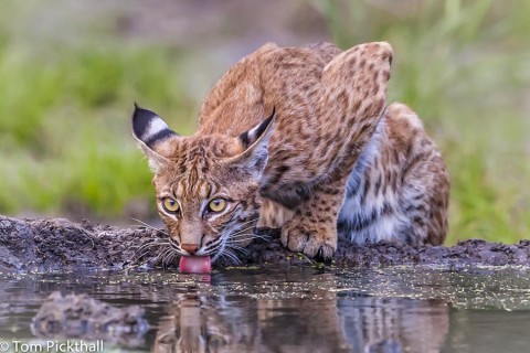 Bobcat getting its evening drink.