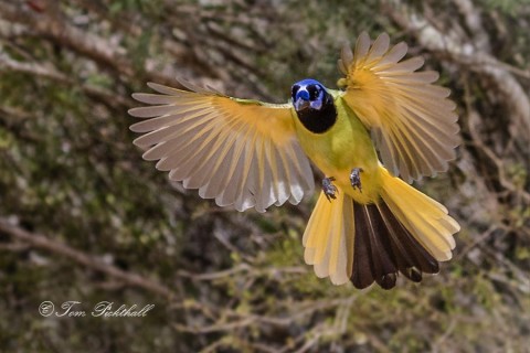 Green Jay landing. 