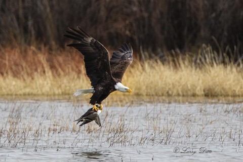 Bald Eagle with northern pintail.