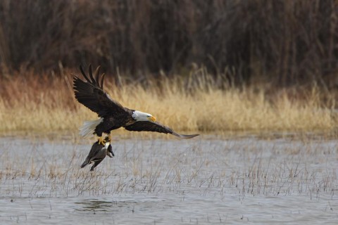 Bald Eagle with northern pintail.
