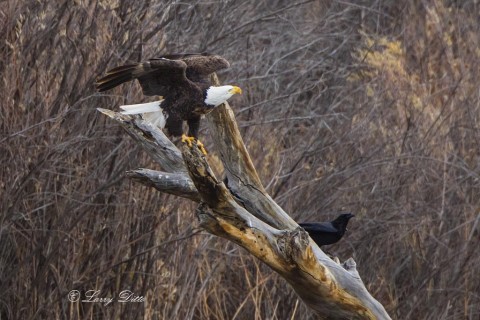 Bald Eagle and raven on dead tree