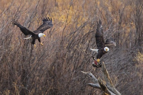 Bald Eagles fighting over duck