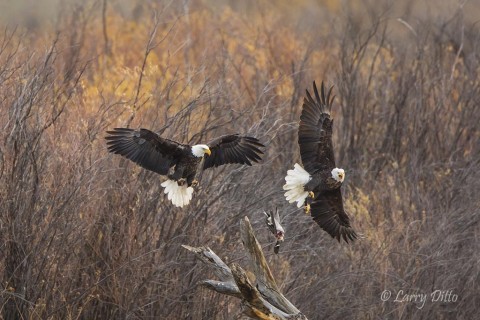 Bald Eagles, adults fighting over duck kill.