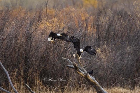 A second eagle arrives at the perch to try claiming the northern pintail carcass.