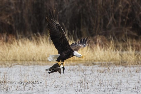 Bald Eagle with northern pintail.