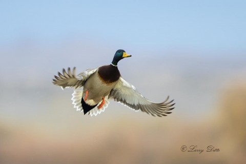 Mallard drake take off.