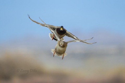 Mallard pair landing.