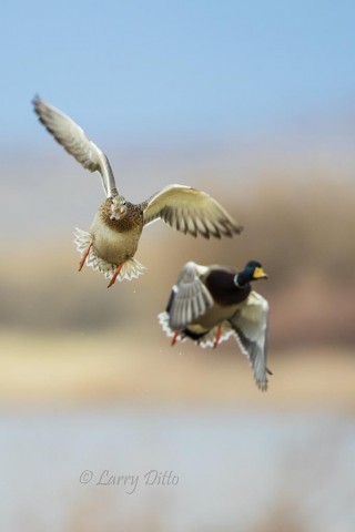 Mallards aborting takeoff.