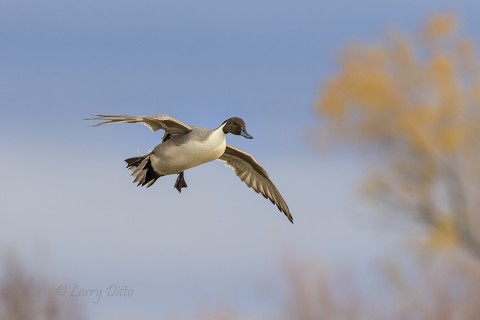 Drake northern pintail landing near golden willows.