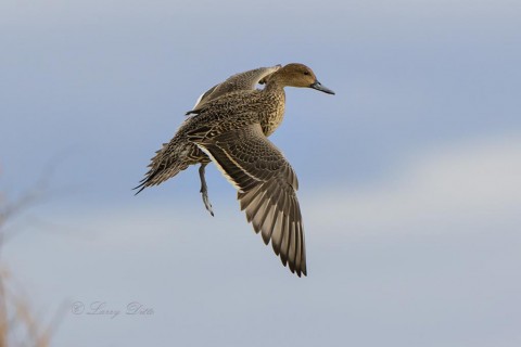 Northern Pintail hen landing