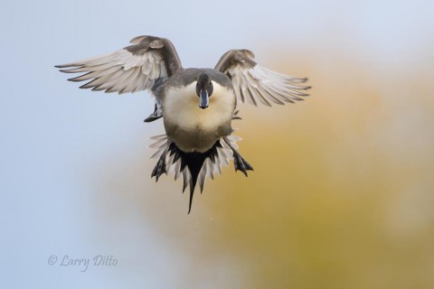 Northern Pintail drake breaking for the landing.