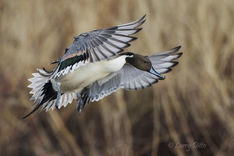 Profile of Northern Pintail drake landing.