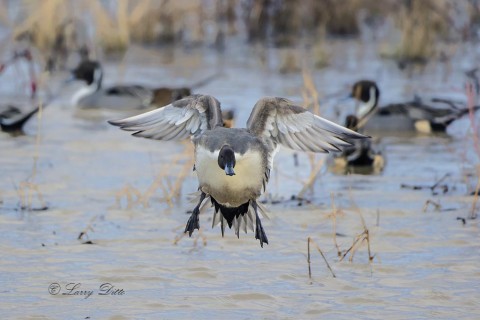 Northern Pintail drake landing with other ducks.