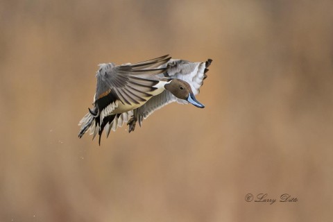 Northern Pintail, drake landing.