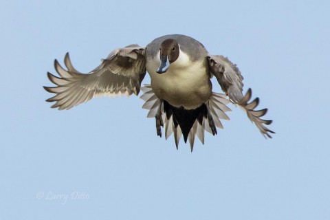 Northern PIntail with wings and tail catching a lot of air.