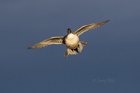 Northern Pintail landing at sunset with a storm cloud for background.