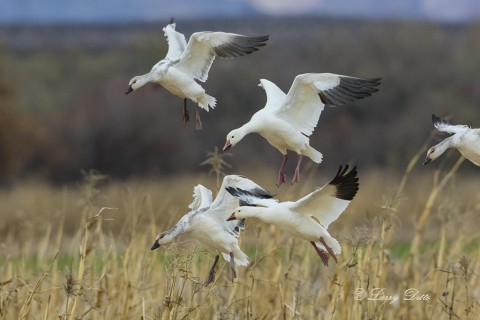 More snow geese landing in corn.