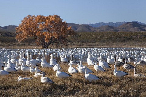 Snow geese resting on a pond during mid-day.  